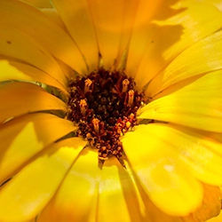 yellow 5