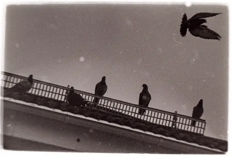 bird leaving