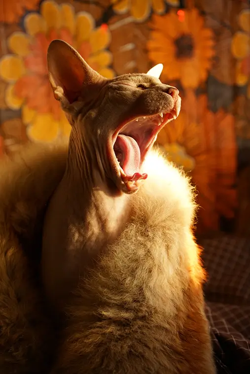 The orange cat