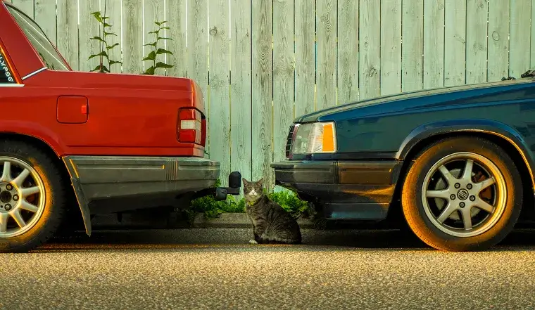 Volvo cat