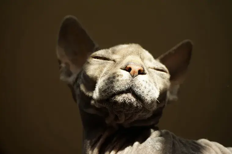 The grey cat