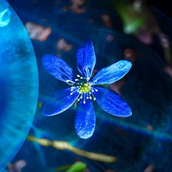 blue 6