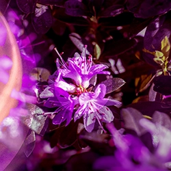 violet 6