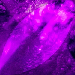 violet 7