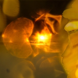 yellow 4