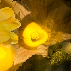 yellow 6