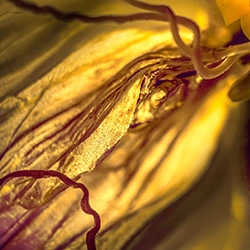 yellow 7