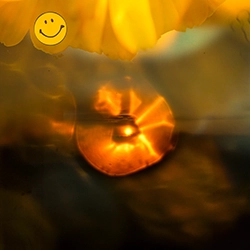 yellow 8